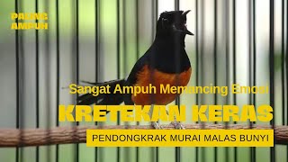 Kretekan Keras Memancing Emosi Murai Macet Atau Malas Bunyi