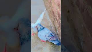 kabootar apne bacche ko kese khana khilati hai ! baby pigeon feeding