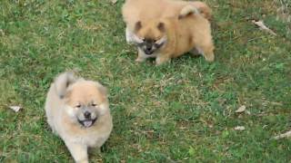 Chow Chow Puppies 8-11-10