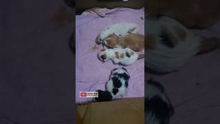 video kucing lahiran #catlover #kitten