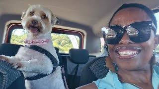 "HEARTBREAKING NEWS 💔😢 : TAKING MY BELOVED YORKIE BUBBLES TO THE VET !" #yorkiesofyoutube #doglover