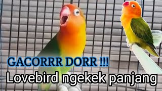 Lovebird ngekek panjang!!! Lovebird lain auto Nyamber dan gacor