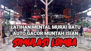 Simulasi Lomba Murai Batu Lomba