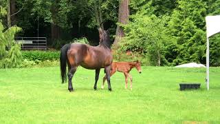 Cavallo Horse & Rider's New Little Neighbor