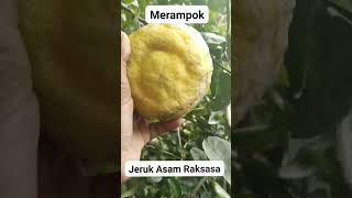 #jeruk #jerukasam #raksasa #viralkan #kebun #viralvideo #gardening #berkebun