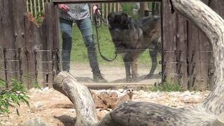 Besuch im Hochwildschutzpark Rheinböllen