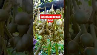 Durian kane Berbuah lebat tamapa mengenal waktu #shot #shots #kebundurian #shortvideo #subscribe