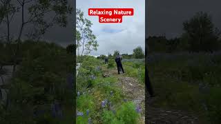 Nature Scenery #shortvideo