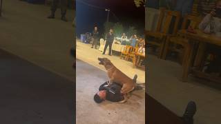 Emotional Moment: Dog Tries to Wake 'Dead' Master #shorts