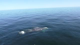 Collecting a biopsy sample from a right whale