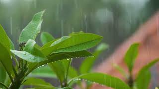 A close up shot of rain falling on leaves in Bali