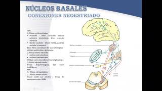 NÚCLEOS BASALES SEGUNDA PARTE