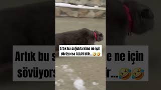 Kime sövdüruyorsunuz🤣 #sessizyazar #kedi #cat #keşfet #öneçıkar #shorst #soğuk #dünya #turkey #pazar