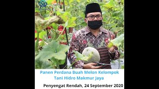 Panen Perdana Buah Melon KT Hidro Makmur Jaya