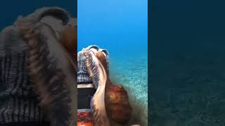 spearfishing octopus #octopus #spearfishing #shots #shortsvideo