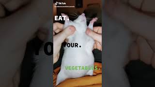 you definitely must eat it🥒🥕🍐 #eatyourvegetables #trend #rattok #rats #petrat