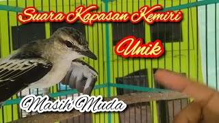 Suara burung kapasan kemiri