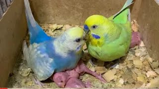 اطعام افراخ البادجي تحفيز طيور البادجي على التزاوج 😍🧿 Feed the badji chicks. جوجه را تغذیه کنید.