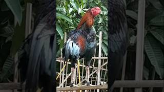 Suara kokok ayam jantan