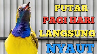 PUTAR PAGI HARI❗❗ PANCINGAN SOGON GACOR COCOK DI PUTAR KAPANPUN