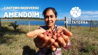 Amendoim agroflorestal - Plantando um canteiro biodiverso