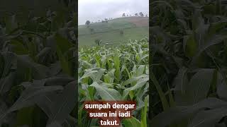 SAYA AJA TAKUT APA LAGI KALIAN.di dalam vidio ku ada suara ANEH.