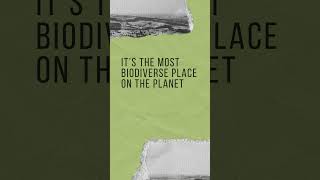 Where is the Golden place of earth according to biodiversity ? #shorts #youtubeshorts