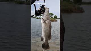 Casting Barramundi di Tambak Bandeng