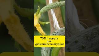 Топ 4 совета для урожайности огурцов.  #дача #огород #огурцы #советы