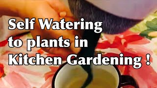 How to self watering on your plants in Kitchen Gardening | Self Watering System | Hydroponic