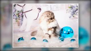 Scottish fold. Kasia .Scottish straight. Maisse. Christmas photos.