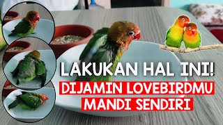 Cara memandikan lovebird