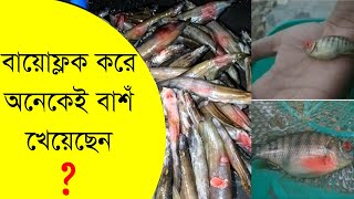 বায়োফ্লক এর লাভ লসের হিসাব । বায়োফ্লক করে বাশ খেয়েছেন কেনো