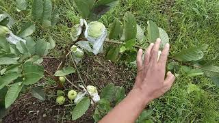 Resiko jambu kristal masih kecil di buahkan..!!