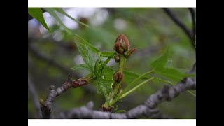 LIQUIDÁMBAR (Liquidambar styraciflua)