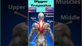 Bigger Trapezius | How to build bigger back |  Train Your Trapezius Muscle | #shorts