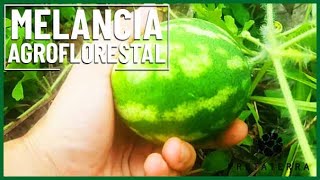 MELANCIA NA AMAZÔNIA | Agroflorestas da Amazônia (parte 3)