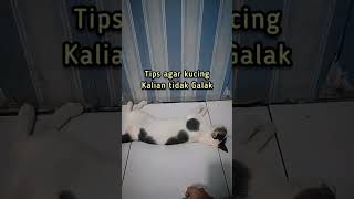 CARA KUCING BIAR GAK GALAK