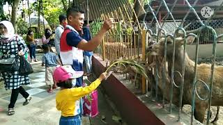 SERUNYA MEMBERI MAKAN HEWAN RUSA DI KEBON ROJO BLITAR BERSAMA TEMAN TEMAN #VLOGAISAH#RUSA#KEBONROJO