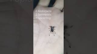 Abnormalities of Theraphosid spider