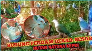 MULUT BURUNG PERGAM DI HUTAN ASLI NATUNA #natuna #kepri #kepulauanriau