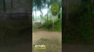 suasana saat hujan dikampung membuat batin menjadi tenang - Cikopo desa Jasinga Bogor #shorts