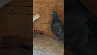 Beautiful racing pigeon 🕊🕊 #pigeon #pigeons #racingpigeon