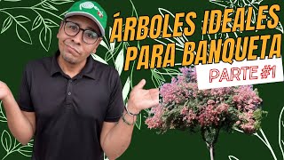 Árboles Ideales Para Banquetas: Parte #1