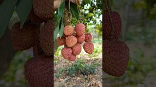 Lychee fruit 🍓😍#lychee #shorts #ytshorts