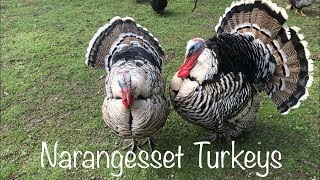 Narragansett Turkeys - A Wonderful Breed for your Homestead