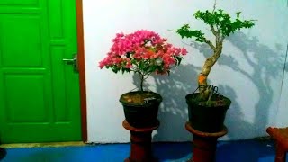 menyusun cabang Bonsai taman #bougenville