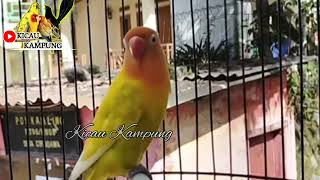 LOVEBIRD GACOR !!! EMANGGIL LOVEBIRD LAIN NGEKEK PANJANG , LOVEBIRD MALAS BUNYI LANGSUN