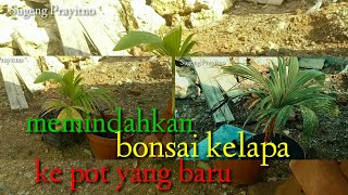 memindahkan binsai kelapa ke pot yang baru