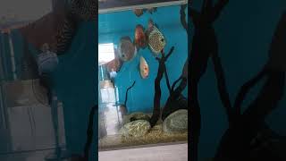 fish #shortvideo